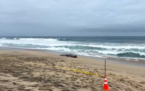 Turistas que pasaron por el sitio alertaron a las autoridades del hallazgo