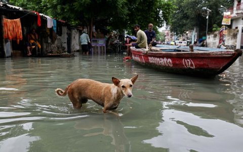 Un perro camina por una calle inundada como consecuencia de las fuertes lluvias monzónicas en Varanasi el 4 de agosto de 2025.