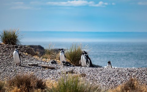 Fotografía que muestra un grupo de pingüinos en Chubut (Argentina).