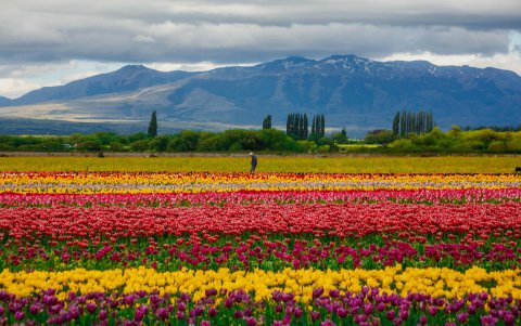 Fotografía que muestra un campo de tulipanes en Chubut (Argentina).
