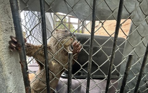 En Proyecto Sacha se rescatan animales que han sido víctimas de tráfico de vida silvestre.