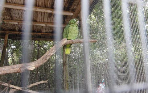 El 90 % de los loros y el 97 % de los carnívoros que se trafican en Ecuador tienen origen costero, según el estudio.