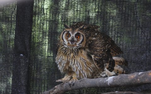Uno de los ejemplares que están en el centro de rescate de Proyecto Sacha.
