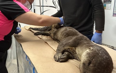 En Proyecto Sacha se atienden a los animales silvestres que son rescatados.