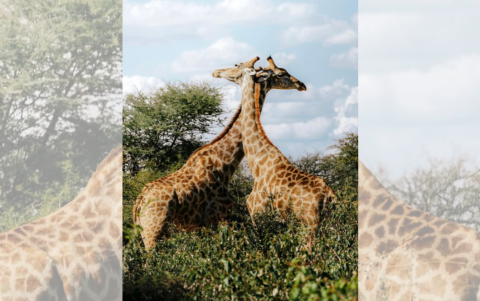 Una de las capturas de Erick Ramos, donde la naturaleza ecuatoriana se convierte en protagonista y emoción