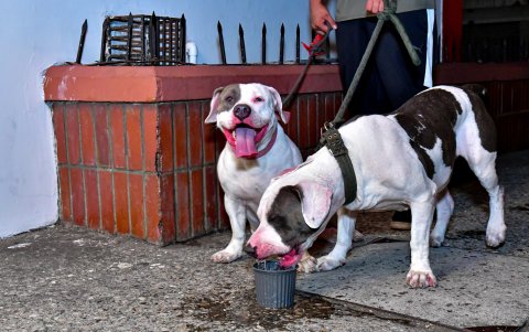 Los canes también se toman el tiempo de hidratarse.