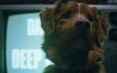 Un perro se convierte en testigo del terror que acecha a su dueño