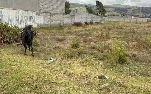 El pasto para el ganado fue afectado por las heladas y bajas temperaturas.