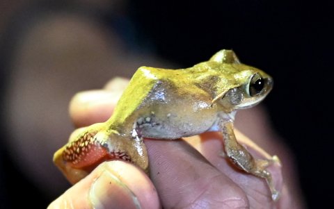 Conservacionista atrapando una rana mientras busca nuevas especies en una cueva en el distrito de Phnom Proek,
