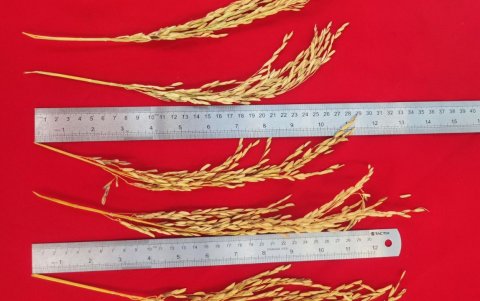 El proyecto de la UG permitió conservar dos variedades de arroz y siete líneas de soya, registradas oficialmente como patrimonio agrícola de la región.