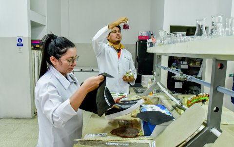 Una lámina resultado de cultivar bacterias con la que se puede hacer zapatos.