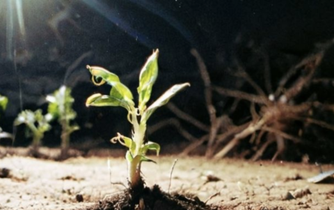 Agricultores aún consultan el calendario lunar para sembrar, podar y cosechar según la energía de cada fase.