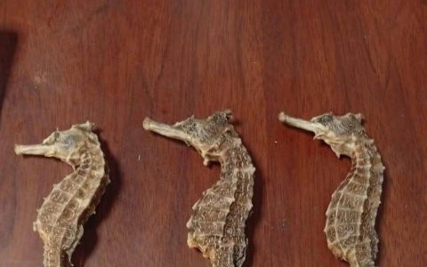 Los caballitos de mar que se llevaba el ciudadano asiático.