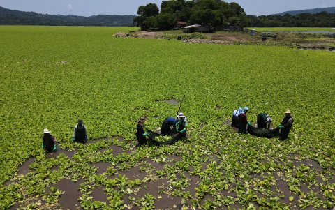 Fotografía aérea que muestra a personas trabajando en el lago Suchitlán, afectado por la planta acuática Pistia Stratiotes este jueves, en Cuscatlán (El Salvador).