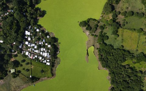 La actividad pesquera y el turismo se ven afectados por la proliferación de la planta que cubrió prácticamente todo el espejo de agua.