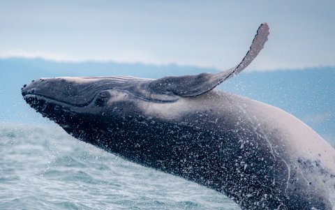 Fotografía referencial de una ballena saltando en el mar.