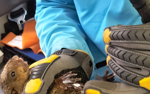 Ardilla fue puesta a buen recaudo