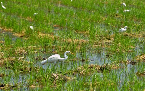 La garza está allí para comerse la langosta afectada por la fumigación.