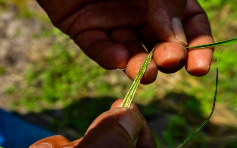 En un cultivo de Santa Lucía se encontró la plaga del barrenador.