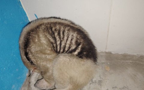 Así fue encontrado el oso hormiguero en el interior de una vivienda en la comuna Buenos Aires de Santa Elena