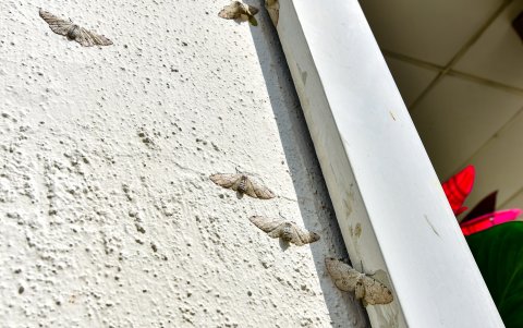 Se suelen pegar a las paredes blancas.