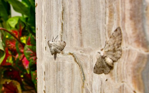 La dieta de estas polillas son las plantas. Y las polillas sirven de alimentos para aves y murciélagos.