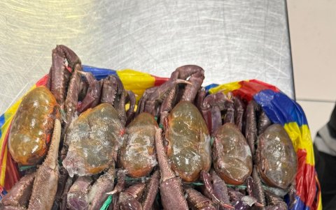 El cangrejo rojo actualmente está en veda