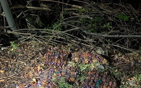 Los cangrejos estaban atados listos para su venta.