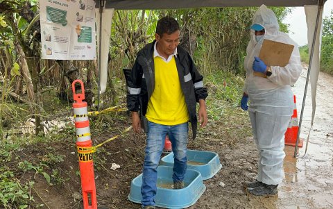 Son siete hectáreas de banano que están con la sospecha del hongo Fusarium y por precaución se hacen control desinfectando hasta los zapatos.