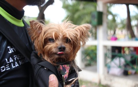 Algunos prefieren ser cargados durante los paseos.