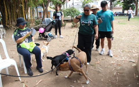 Rosé (de tono café) juega con sus amigos.