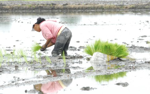 La compra del arroz busca regular el precio de la saca.