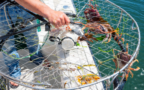Durante la veda, estuvo prohibida la captura, transporte y comercialización de cangrejos en todo el territorio ecuatoriano.