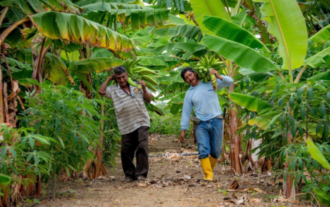 El bono raíces destinará una ayuda económica destinada a hogares vinculados a actividades agropecuarias.
