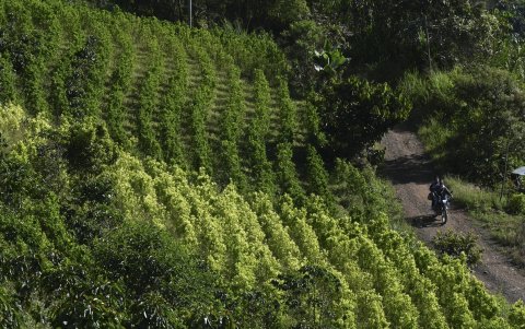 Una motocicleta pasa junto a una plantación mixta de café y hojas de coca en Argelia, departamento del Cauca, Colombia, el 6 de mayo de 2025.