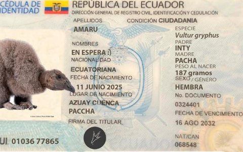 La cédula zoológica de pichona de cóndor andino.
