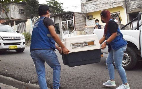 Operativo en Guayaquil descubre criadero clandestino con 11 perros en el Guasmo Sur.