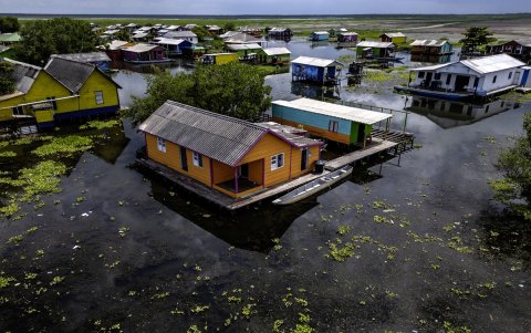 En Nueva Venecia, un pueblo sobre pilotes en Colombia, los pescadores sumergen sus redes en busca de pescado para comer y vender. En cambio, encuentran una planta invasora que crece sin control