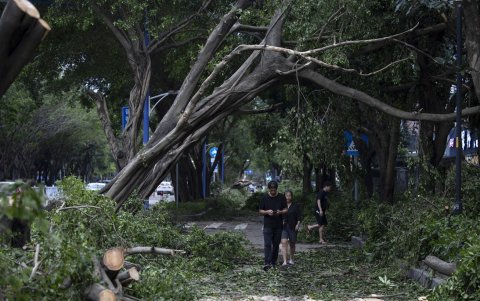 La gente camina por una calle con árboles caídos después del paso del tifón Ragasa en Yangjiang, provincia de Guandong, China, el 25 de septiembre de 2025.