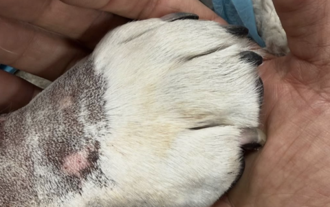 Roscoe, el bulldog inseparable de Lewis Hamilton, fue parte de cada carrera y cada victoria.