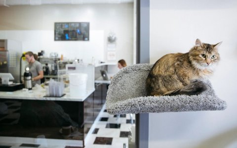 Las cafeterías especializadas permiten a los visitantes convivir con gatos rescatados, celebrar los cumpleaños de sus mascotas