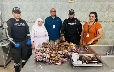 108 cangrejos que iban a ser exportados de forma ilegal fueron donados al Hogar San José