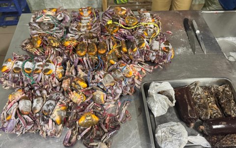 Alimentos decomisados.