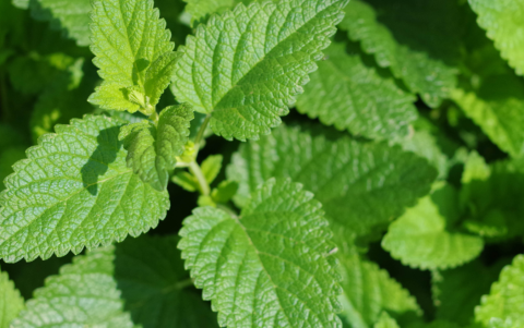 La menta, fresca y aromática, ayuda a relajar el sistema digestivo y aliviar molestias estomacales.