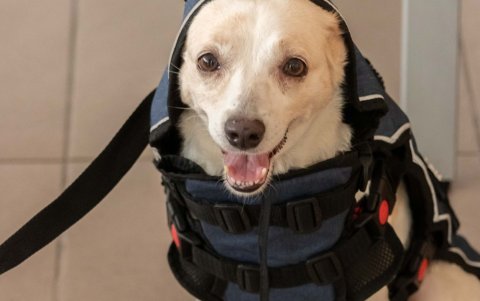 Un chaleco de diseño ecuatoriano que busca revolucionar la seguridad de las mascotas en el país