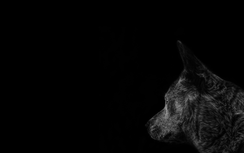 La elegancia atemporal del negro lo convierte en el tono ideal para proyectar seriedad y liderazgo en cualquier entorno que exija rigor intelectual.