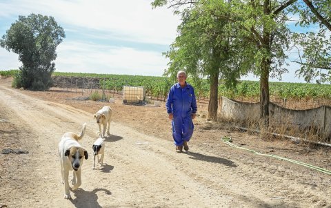El agricultor Julio Torremocha Marchante pasea con sus perros en su finca de Socuellamos, en Ciudad Real, el 24 de septiembre de 2025.