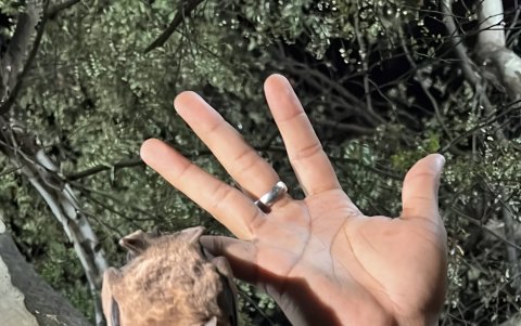 Para lograr estudiarlos, los miembros del equipo pasaron varias horas de la noche en Santay, con redes especiales