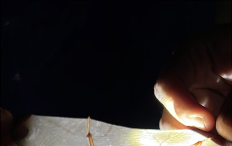 Las alas de los murciélagos.