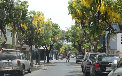 Caña Fístula. En el barrio Orellana se puede apreciar las flores amarillas.